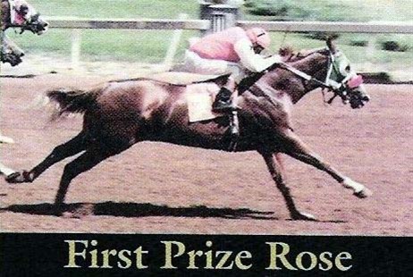 First Prize Rose
