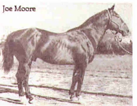 Joe Moore