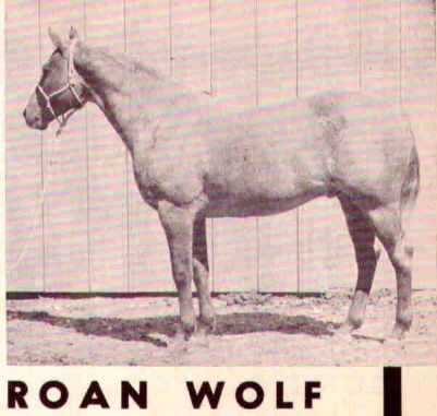 Roan Wolf