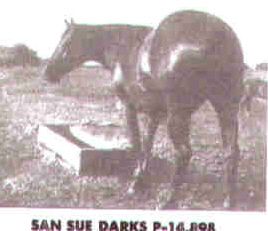 San Sue Darks