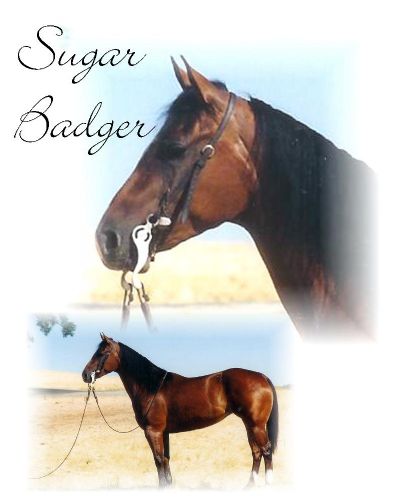 Sugar Badger