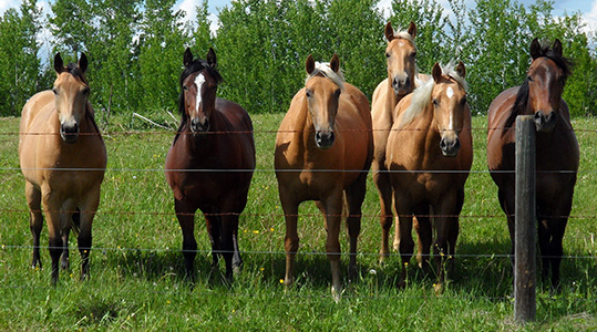 Some prospects - Ace of Clubs Quarter Horses