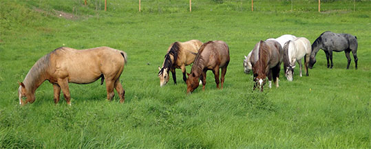 Some of our stallions - Ace of Clubs Quarter Horses