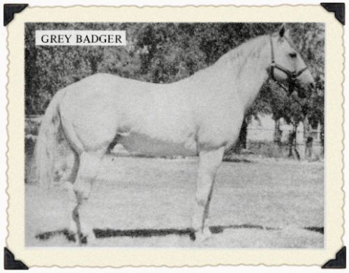 Grey Badger II
