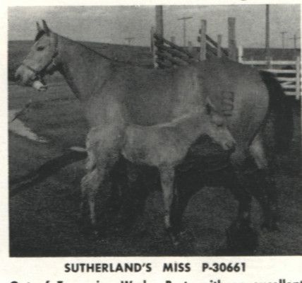 Sutherland's Miss
